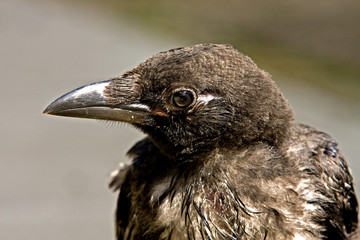 Rabenkrähe Jungvogel Wildvogel