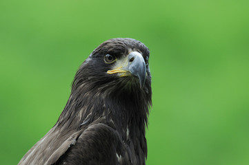 aigle