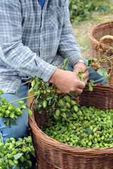 Hopfenernte Mann