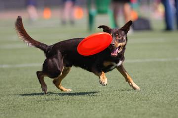 Dog playing in flying disk