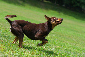 Dog playing in flying disk