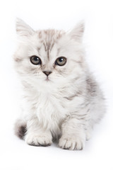British kitten on white background