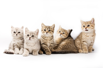 British kitten on white background