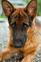 German shepherd