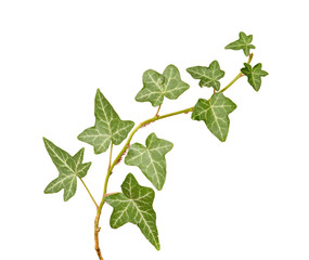 ivy isolated on white background