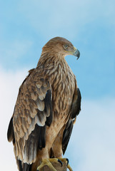 A hawk eagle