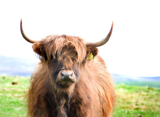 Highland Cow