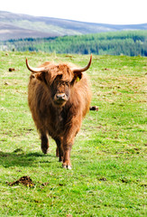 Highland Cow