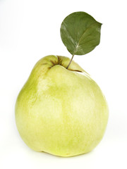 quince on white background
