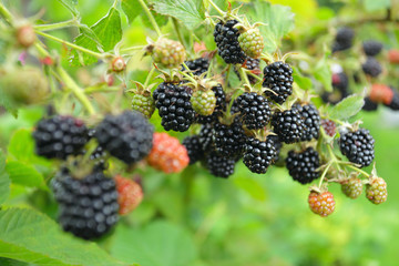 ripe  blackberry