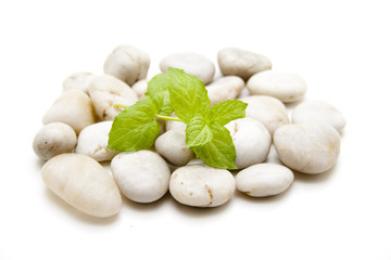 Minzblätter auf Steine