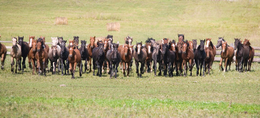 A herd of young horses