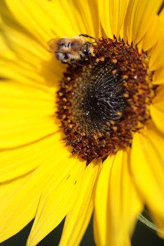 Bumblebee on a sunflower.