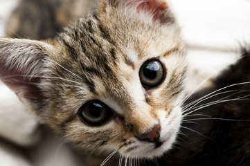 süße miezekatze