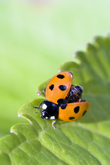Fototapeta premium Ladybug ready for takeoff