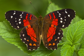 Schmetterling
