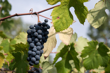 uva grappolo acino vigneto foglia