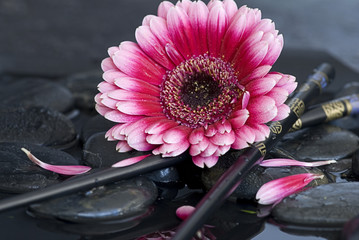 Gerbera Stilleben asiatisch