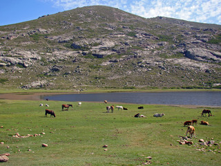 Chevaux au bord du lac de Nino, Corse