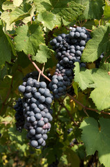 uva grappolo vigneto foglia vino vendemmia