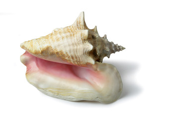 Coquillage des Antilles sur fond blanc