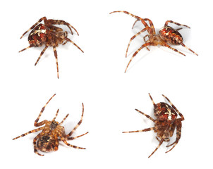 Different positions of Cross orb weaver (Diadematus araneus)