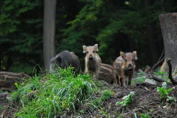 Fototapeta premium Wildschwein