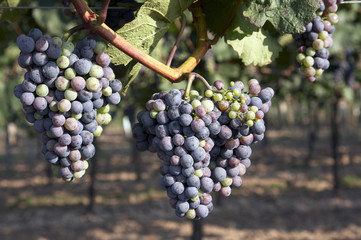 Trauben im Weingarten