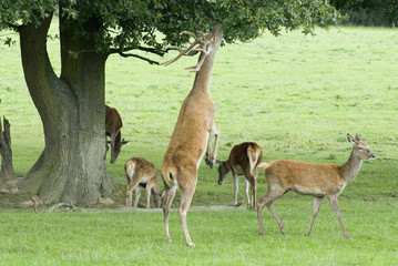 Fototapeta premium Red Deer stretching for some leafs