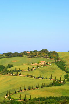 Zypressen,Kurve,H&uuml;gellandschaft,Toskana,Val d Orcia,La Foce