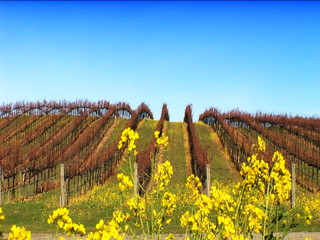 Rows of Grapevines