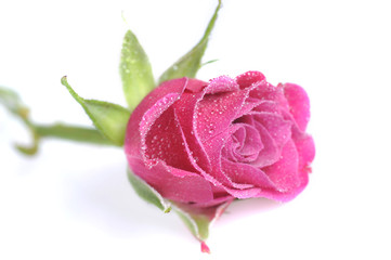 pink rose  close up