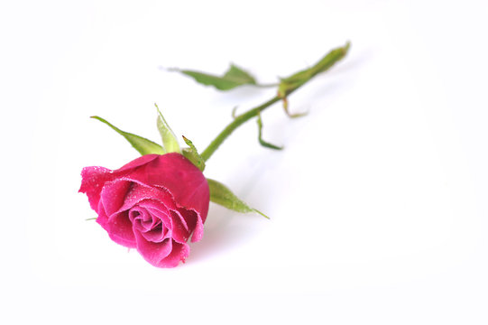 pink rose  close up