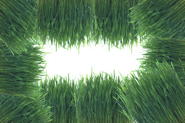 background maked from grass