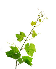 Fresh isolated grapevine branch