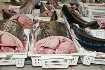pescado 9