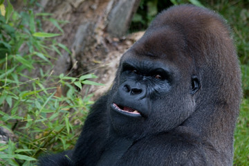 Obraz premium Gorilla