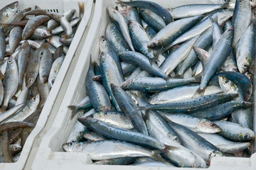 Obraz premium pescado 12