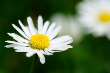 Obraz na płótnie Canvas Single daisy closeup