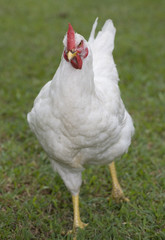mad chicken