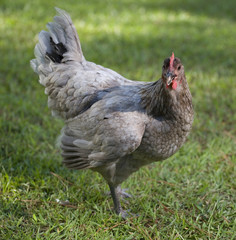 gray hen