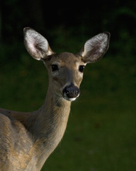 doe portrait