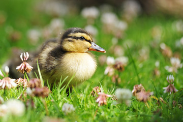 Duckling waddling through grass