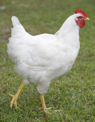 free-ranges white chicken strutting its stuff across a grassy field