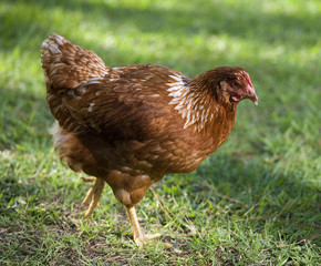 walking hen