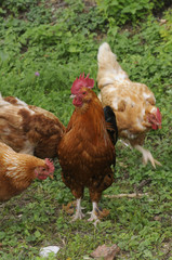 Gallo fra le galline
