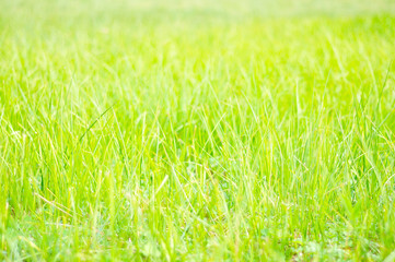 Very beautiful green and yellow grass