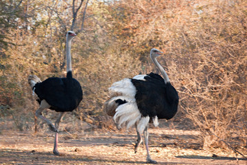 ostrich © poco_bw