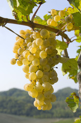 Uva bianca varietà Cortese