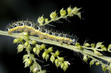 cabbage white, pieris brassicae